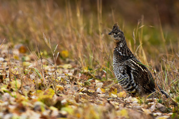 Wild Grouse in Autumn 