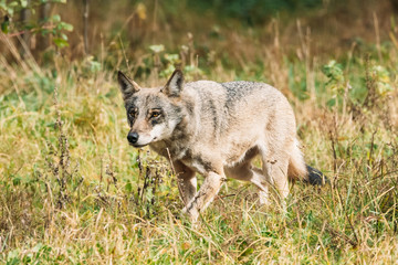 Belarus. Forest Eurasian Wolf - Canis Lupus Running In Natural E