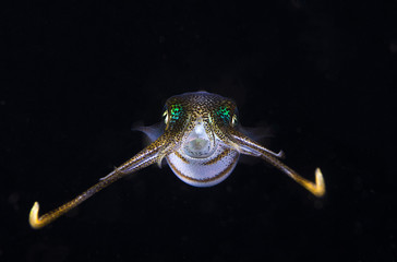 Floating squid in black water