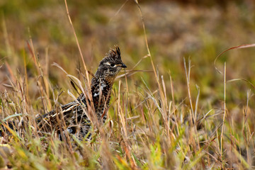 Wild Grouse in Autumn 