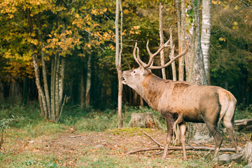 Belarus. Red Deer Or Cervus Elaphus Male Roaring During Rut In A