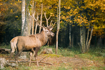 Naklejka na ściany i meble Belarus. Male European Red Deer Or Cervus Elaphus In Autumn Fore