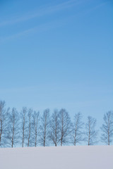 冬の青空とシラカバ並木　美瑛町