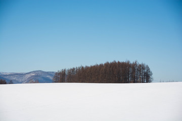 冬の青空と雪原と落葉松林　美瑛町