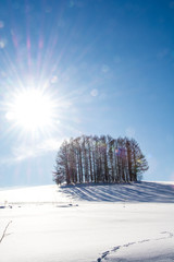 雪の丘のカラマツ並木　美瑛町