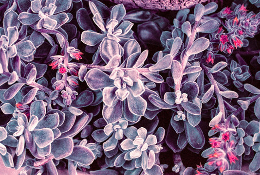Closeup of Purple succulents