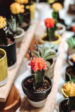 Small cactus pots