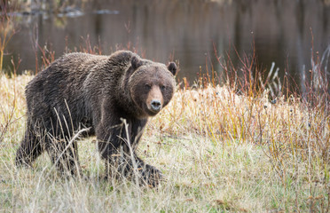 Grizzly bear