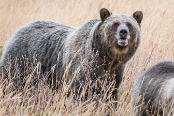 Fototapeta premium Grizzly bear