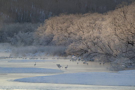 Red-crowned cranes standing in hot spring at sunrise