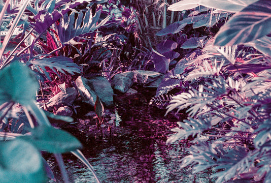 purple lush tropical plants surrounding small pond