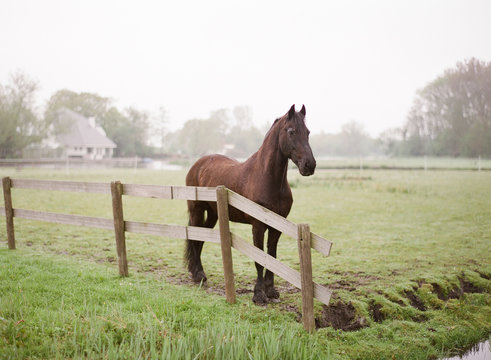 weathered farm horse in springtime  fog on farm