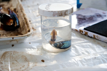 squid and fish in preserve jar 