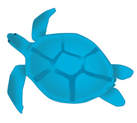 sea turtle
