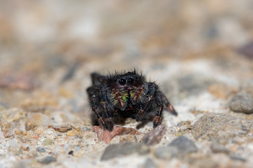 jumping spider