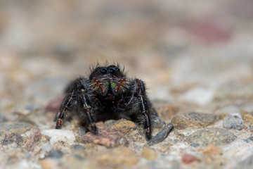 jumping spider