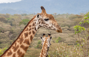 Two giraffe stand together with the heads and necks showing. One giraffe has its head turned to show its right side. The other giraffe is facing away with the back of its ears and horns showing.