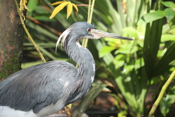 Little Blue Heron 