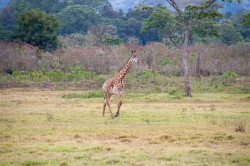 A tall giraffe walks across of savanna. The grass is green and brown. Brush and trees are in the background. This is a horizontal photograph.