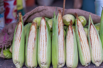 mazorcas maiz elote