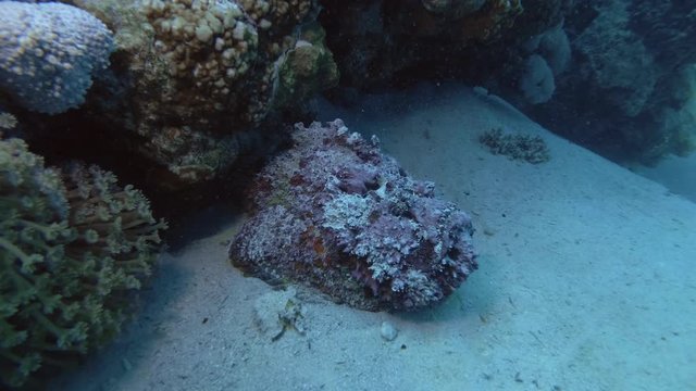 Pink stonefish lying on the sand next to a coral reef. Reef Stonefish - Synanceia verrucosa, Red Sea, Marsa Alam, Egypt   