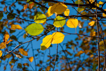 Obraz premium autumn. background of yellow and red oak leaves, Rowan and birch against the blue sky