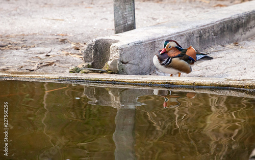 Male And Female Mandarin Duck Aix Galericulata Flock In A