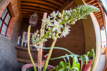 planta blanca con hojas suaves vista superior