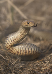 Fototapeta premium Wild eastern brown snake (Pseudonaja textilis) from Melbourne, Australia