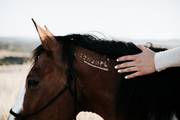 Hand showing branding on horse