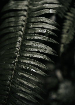 Close up of pine leaf