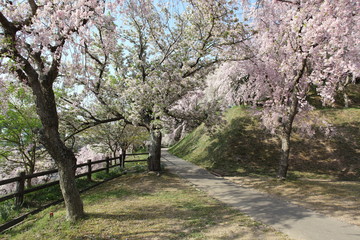 Fototapeta premium 幸田文化公園の桜