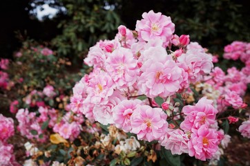 beautiful pink flower in garden