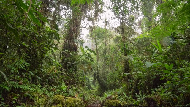 Interior of misty cloudforest on the slopes of Sumaco Volcano  in the Ecuadorian Amazon. Time lapse.