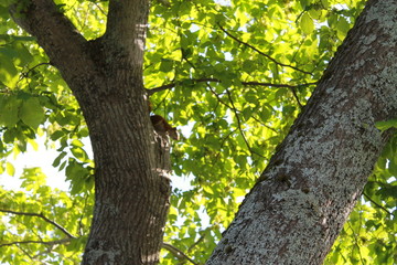Squirrel on a tree 3 - Walking Tours in Canada