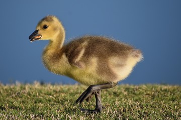 Baby Duck