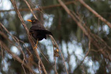 Aves de otoño