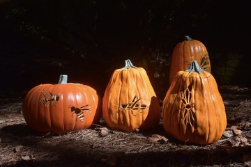 Carved Pumpkins of Insects in Morning Light