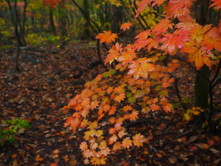 Maple leaves in autumn.