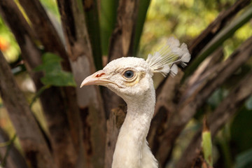 Obraz premium Biały paw lub biały paw jest również nazywany Pavo cristatus