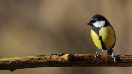 Great tit on a branch