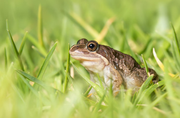 Wild spotted grass frog (Limnodynastes tasmaniensis) in Australia