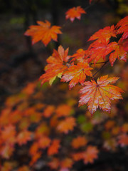 Maple leaves in autumn.