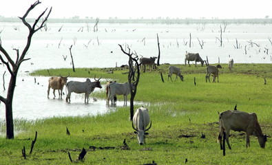troupeau de zébus au bord d'un lac, des arbres morts émergent du lac, Burkina Faso, Afrique
