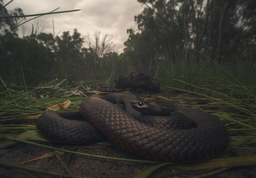 Red-bellied Black Snake (Pseudechis Porphyriacus) In Swamp Habitat, Australia