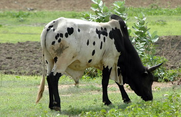 Zébu blanc et noir dans la prairie, Burkina Faso, Afrique