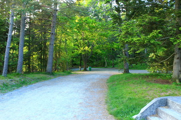 Trees and a path - Walking Tours in Canada