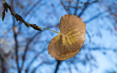 Fall Leaves