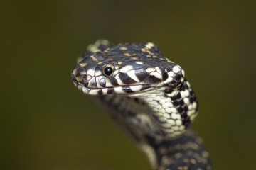 Broad headed snake (Hoplocephalus bungaroides) portrait