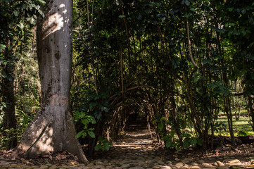 tunnel in the forest